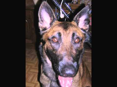 Dino Malinois Bebe Youtube