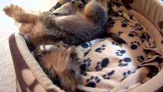 Irish Terrier Puppy Ellie May At 10 Weeks