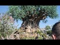 My Day At Animal Kingdom! | That&#39;s A HUGE Tree!