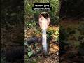 জঙ্গলে দুই ভয়ংকর কোবরা | Two Deadly Cobras Face Off in the Wild