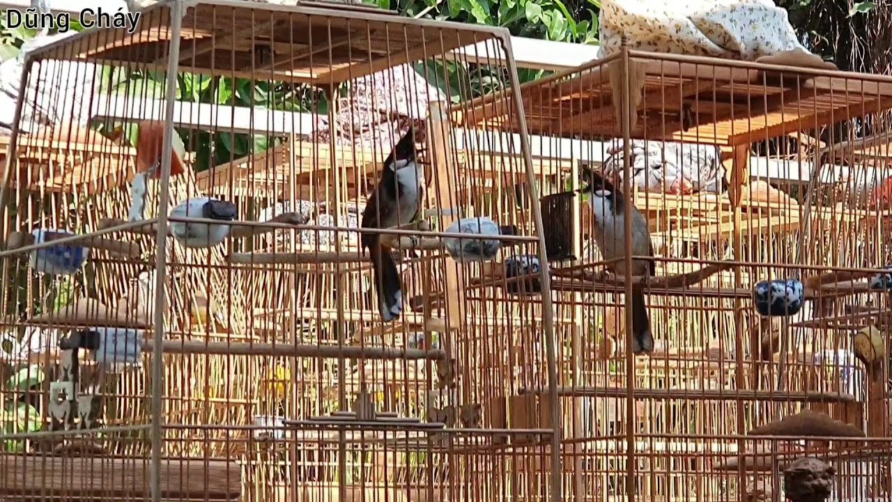 ĐI DƯỢT GẶP CHIM SIÊU CHÉ CỦA CHỦ TỊCH..VÀ CÁI KẾT