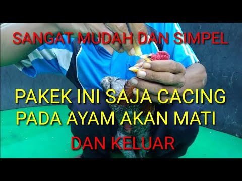 Video: Seberapa biasakah cacing mulut dalam ayam?