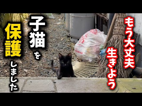 A black kitten desperately following its owner after he died