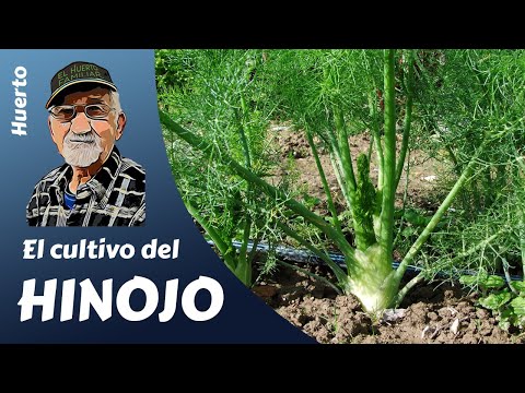 Video: Plantas de hinojo cultivadas en contenedores - Consejos para cultivar hinojo de bulbo en macetas