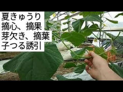 夏きゅうり作業紹介 摘芯 芽欠き 摘葉 摘果 誘引 定植後２０日目 6 15 Youtube