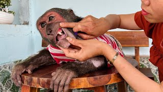 Monkey Abu's mouth hurts, making mom worried