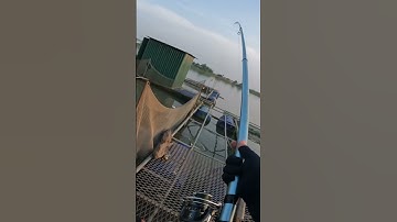 |Câu cá sông| - Câu lục đầu cần cạnh lồng bè nuôi cá, cá ngão mà chạy kinh người. #câucásông