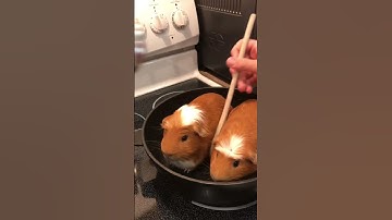 Thumbnail of Cooking Guinea pig! Lol #shorts
