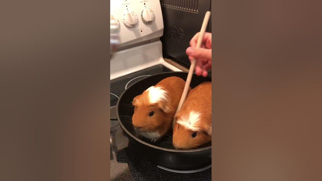 Cooking Guinea pig! Lol #shorts Cooking Guinea pig! Lol #shorts