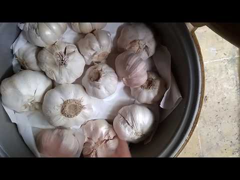 bawang hitam / black garlic: Cara membuat menggunakan rice cooker. 