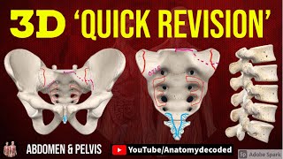 3D Abdomen & Pelvis Osteology | Lumbar vertebrae | Sacrum | Bony Pelvis | Anatomy Decoded screenshot 3