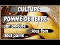 Pommes de terre sur pelouse  sous foin ou sous paille 