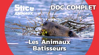 Les Architectes du Monde Animal I SLICE ANIMAUX | DOC COMPLET