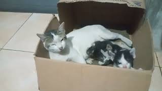 Finally the mother accepted the abandoned kitten as her family (si induk menerima jadi keluarganya) by Vi On 360 views 7 months ago 3 minutes, 2 seconds