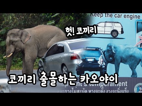 그런데.. elephants on the road in khao <strong>yai</strong> national park