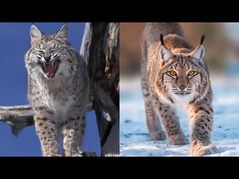 Video: Lynx Sepanyol: ciri spesies