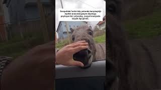 Şirin Sıpa 🥰 #aboneol #aboneolmayiunutmayin #kesfeteyyiz #keşfetbeniöneçıkar #keşfet #beğeni #takip