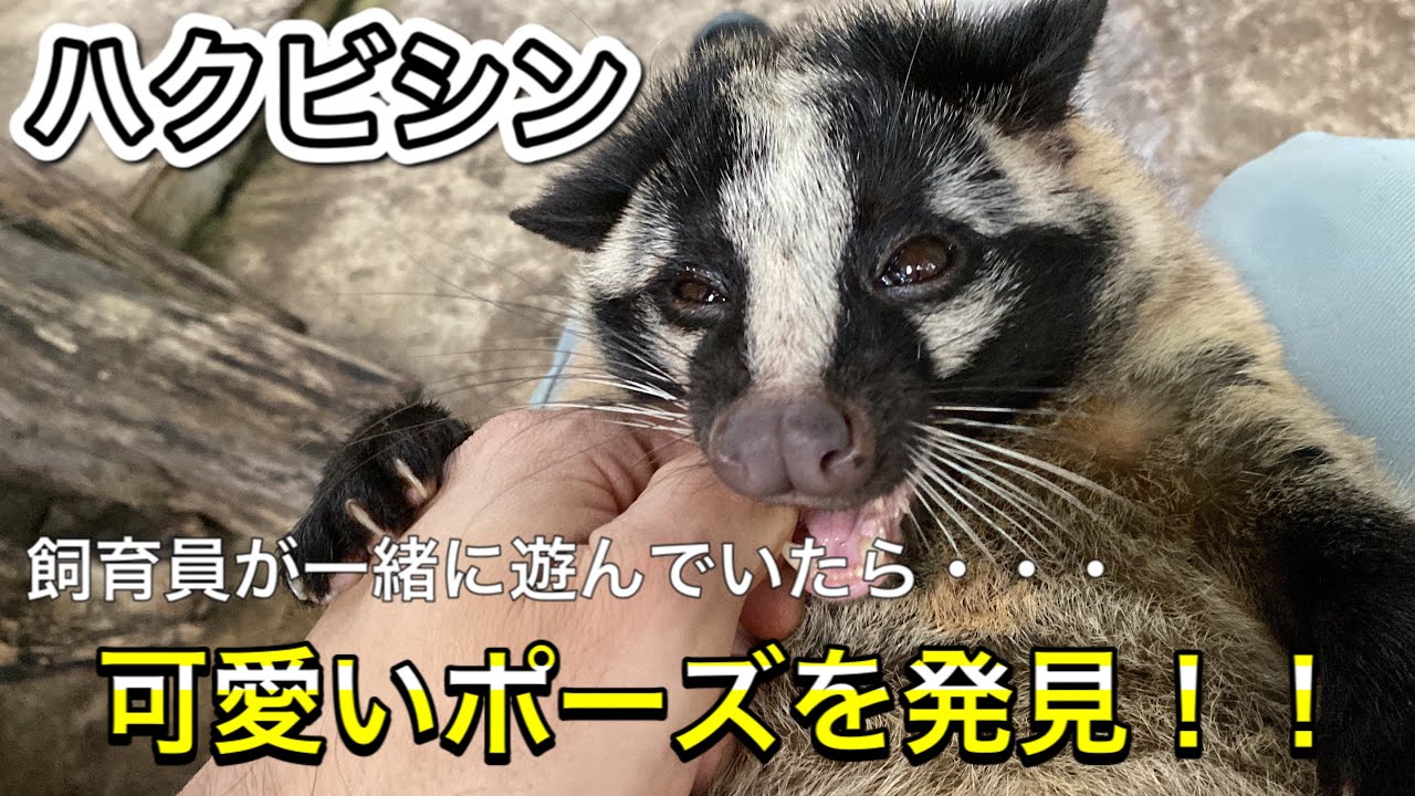 動物園育ちのハクビシンと遊んでいたら 可愛いポーズを発見 A Palm Civet Who Was Grown Up At The Zoo Does Cute Pose Youtube