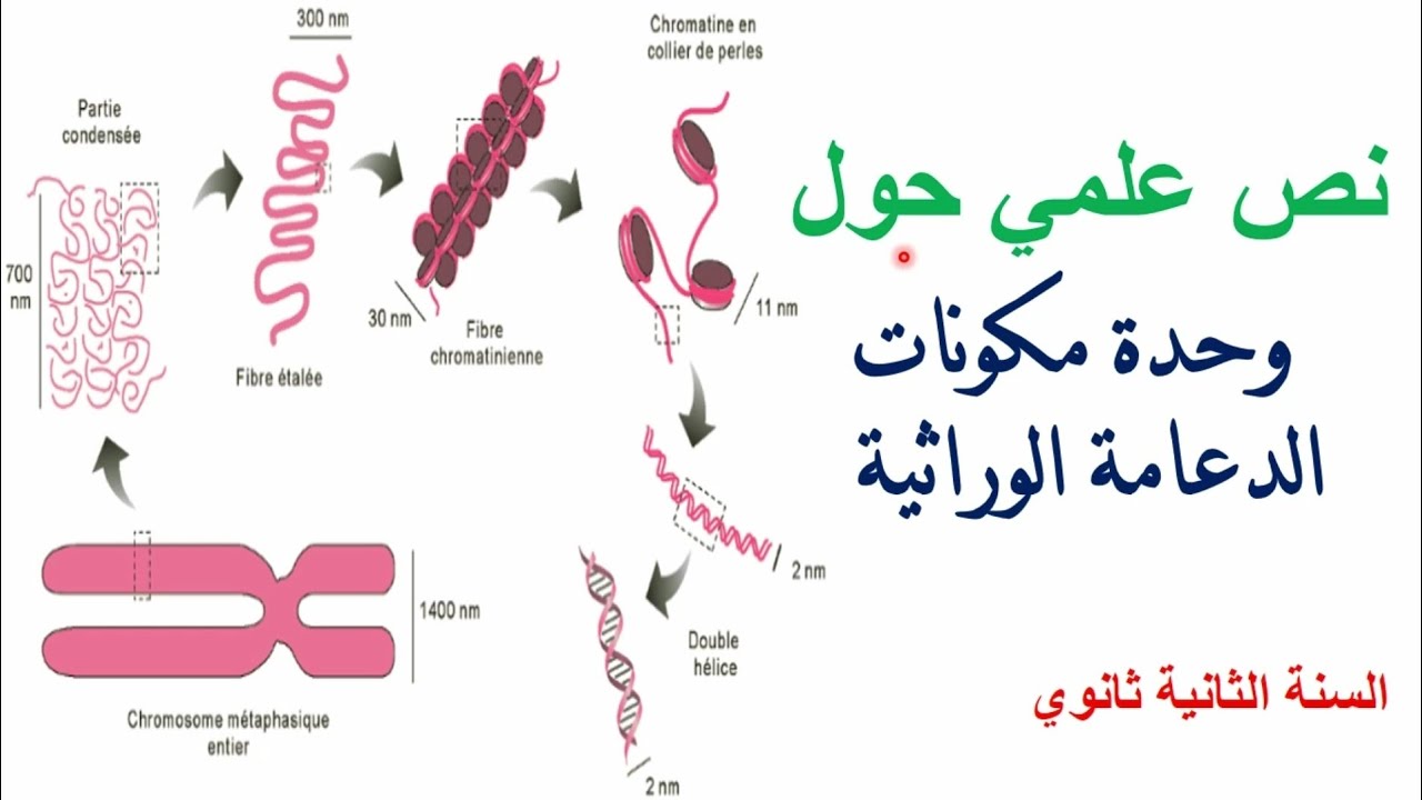نص علمي حول وحدة مكونات الدعامة الوراثية 2 ثانوي