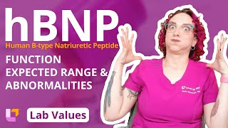 Human B-Type Natriuretic Peptides Hbnp Adult Lab Values, Nursing Students