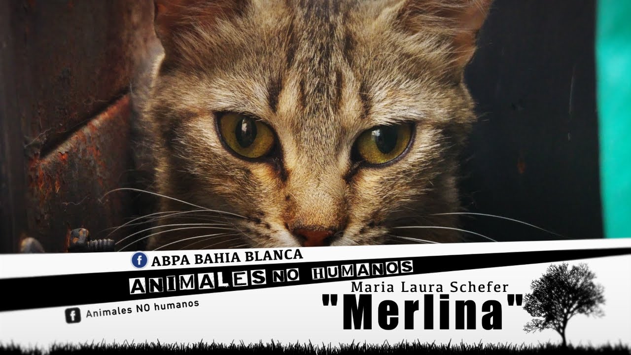 Animales No Humanos "MERLINA" - Cap 6°