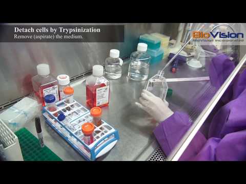 Cell Splitting Video