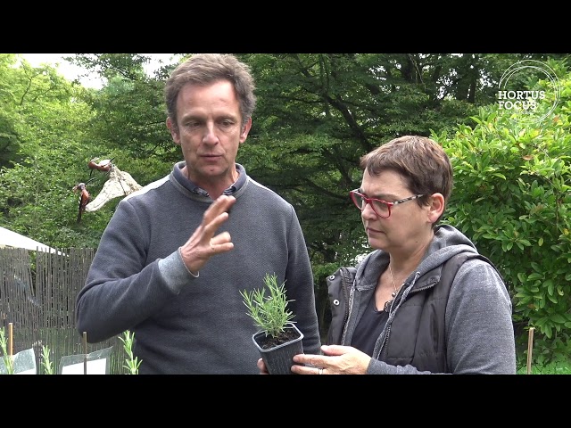 Comment cultiver le romarin - Hortus Focus I mag