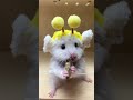 Seven Tries Dried Fish for the First Time! 🐹🐟 #hamster #hamstermukbang #petshorts #cutepets #fyp