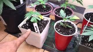 DankLab tv S2 e6 DORM GROW LED G8 900