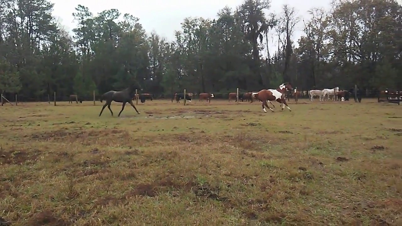 Massive Number Of Charles D. Hall's Cattle On Appx. 1/2 Acre On Our Fenceline, January 3, 2018