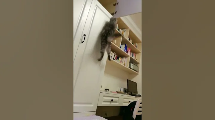Video 2509901: funny cat jump fail, cat dog fails
