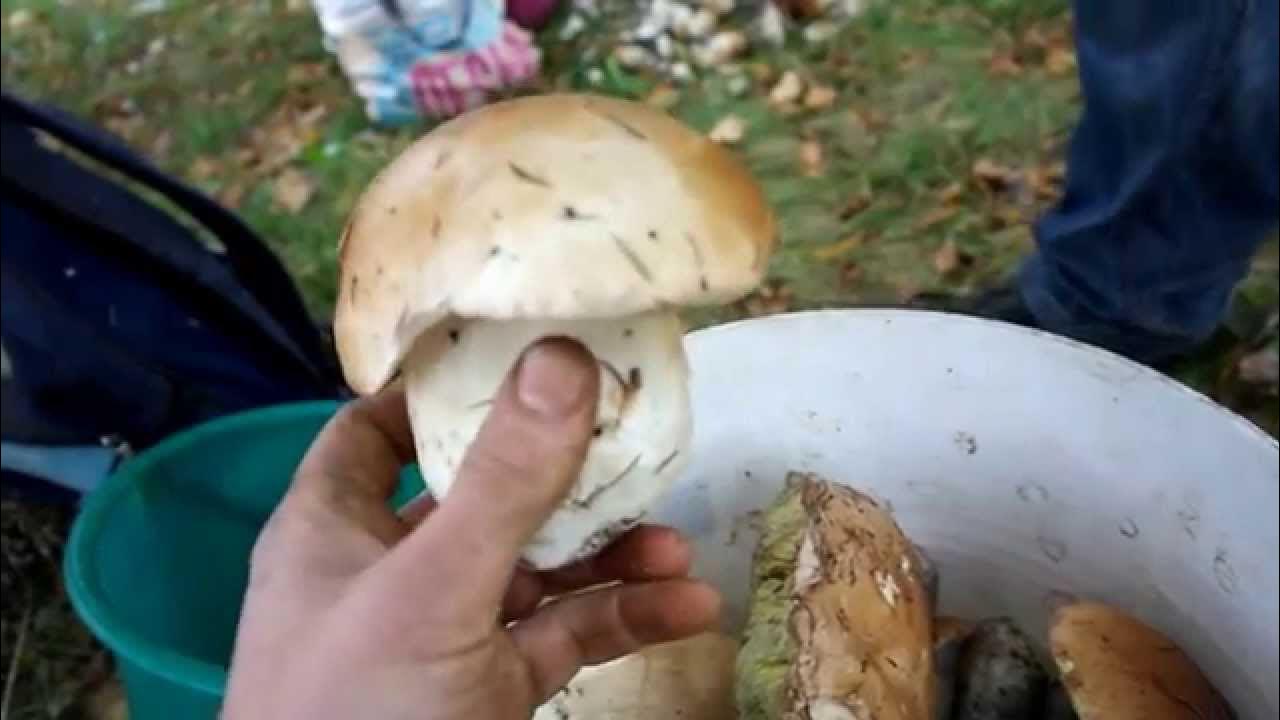 очищенные белые грибы. грибы в кулинарии. гриб боровой масленок. схема обработки свежих грибов. грибы после термообработки.