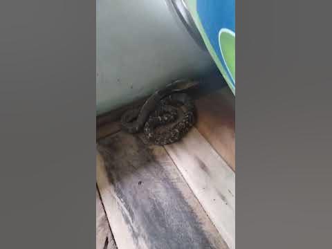 Snake under Bed - Be Carefull - YouTube