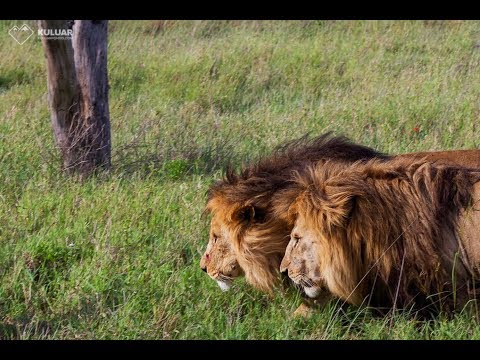 Video: Najneuveriteľnejšie Zážitky, Ktoré Zažili Raz Za život V Serengeti