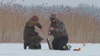 ЗИМОВА РИБОЛОВЛЯ 2023-2024! ЩУКИ НЕ ЛІЗУТЬ В ЛУНКУ! ЛОВЛЯ на ЖЕРЛИЦІ! ОКУНЬ на БЕЗМОТИЛКУ і БЛЕШНЮ!