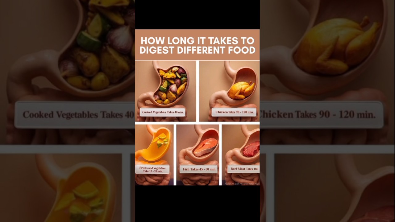 How Long It Takes To Digest Different Food. 