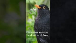 My resident Blackbirds back in 2020 #birds #birdsounds #wildlife