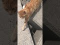 野良猫茶トラの行動が予想外過ぎたw #Shorts