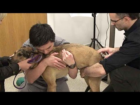 Video: Piktnaudžiaujama šunimi, kurią priėmė karininkas, kuris išgelbėjo jį