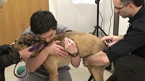 Dog spinal disc problems: the initial consult - DayDayNews