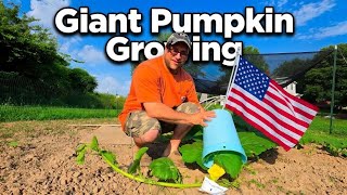 🌱 Growing GIANT Pumpkins: My Daily Routine + The Animal That Destroyed 2 Plants! 🌱