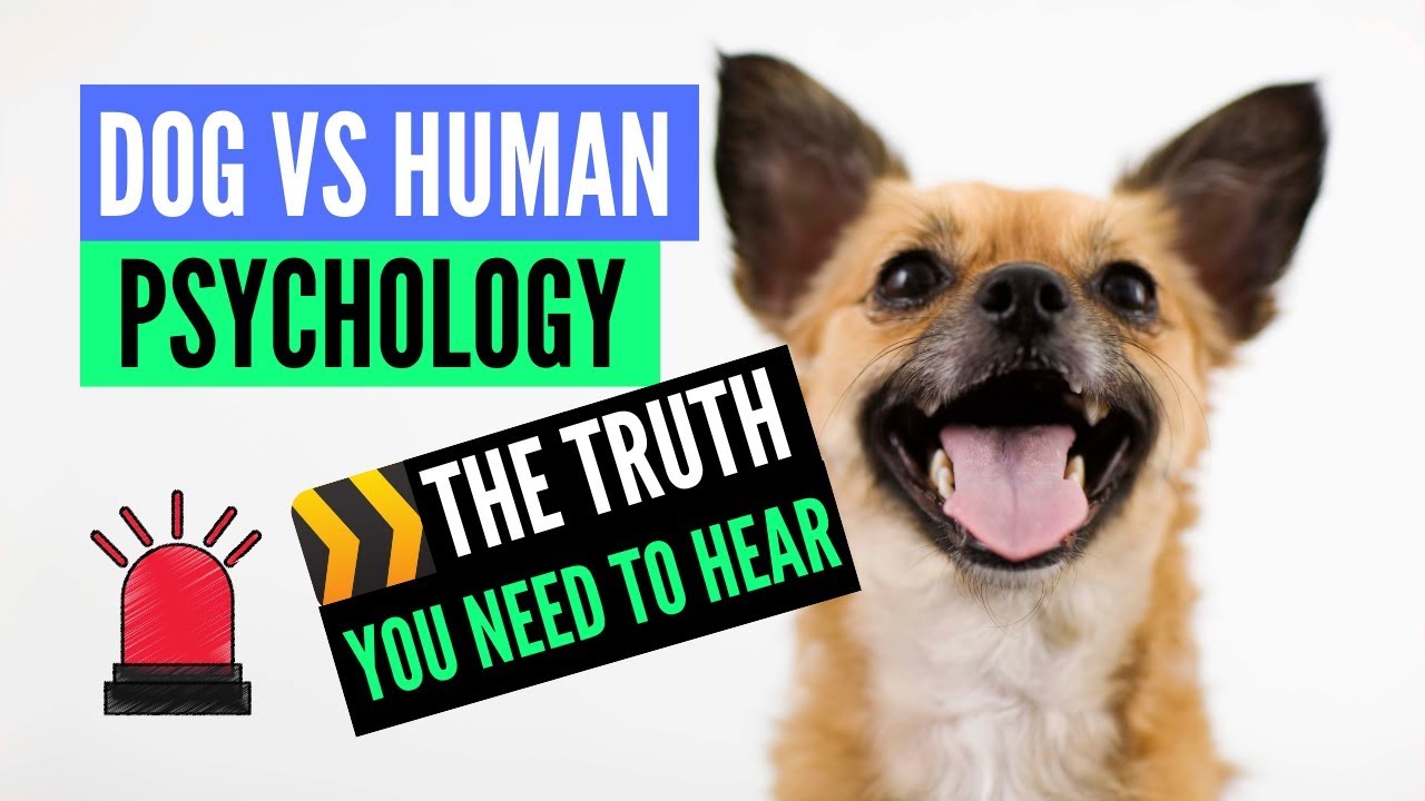 DOG PSYCHOLOGY / WHY YOU SHOULD NEVER PET YOUR DOG IF THEY ARE SAD, SCARED OR ANXIOUS