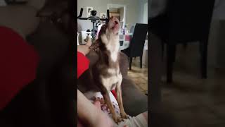 My dog sings Katy Perry :-)