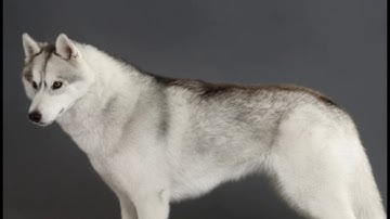 IONIC Creator Tutorial Series in Bangla | Part - 5 | Grids, buttons