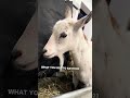 Happy birthday girl🥳🎉🥳 #birthday #birthdaygirl #goat