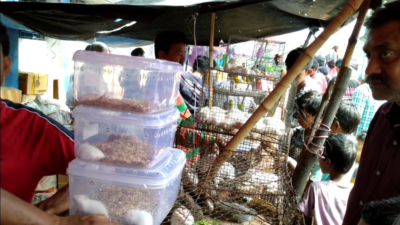 galiff street pet market price update humster, rabbit & colour wala