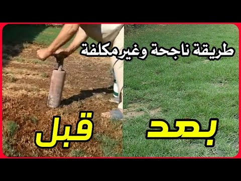 فيديو: كيف نصلح العشب الذي مات بسبب الحرارة؟