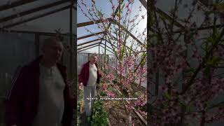 [Персик] Цветение персика в средней полосе России #цветы #сад #garden #farming