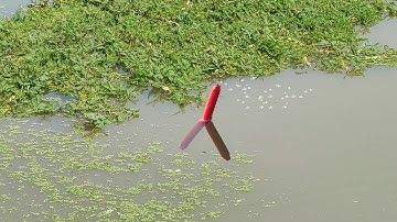 Câu Cá Rô Trê , Ruộng Rau Nhút Gì Mà Cá Trê Nhiều Thấy Sợ Câu Chỗ Nào Cũng Dính