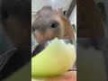 POV: You’re the vegetable a capybara eats 🥬😂 #capybara #capybaracafe #animalcafe #tokyo #水豚